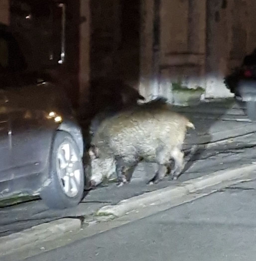 Argenton-sur-Creuse : moment inattendu pour deux automobilistes… un sanglier surgit en plein centre-ville