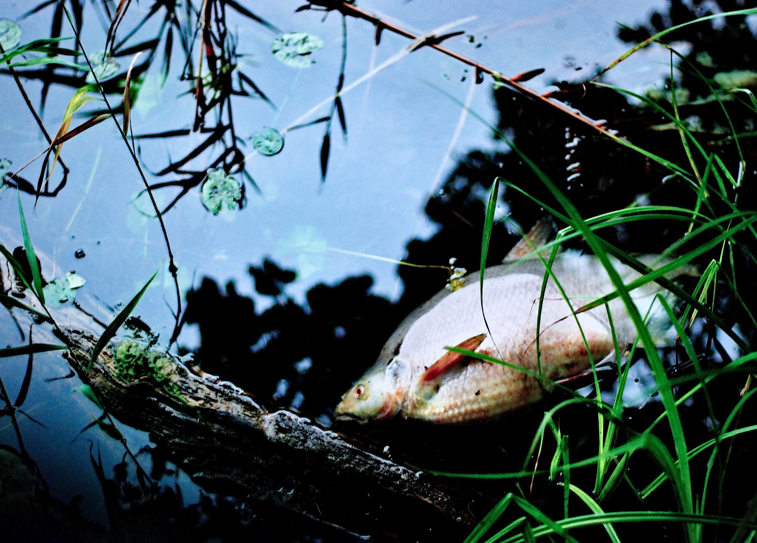 « Les poissons cherchent l’oxygène, d’autres meurent » : la Fédération de pêche de l’Indre alerte sur l’état de la Creuse à Argenton-sur-Creuse et son bassin de vie